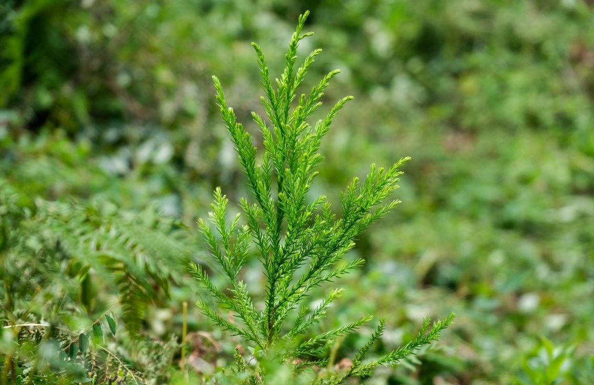 全国トップの事業規模を誇る森林組合